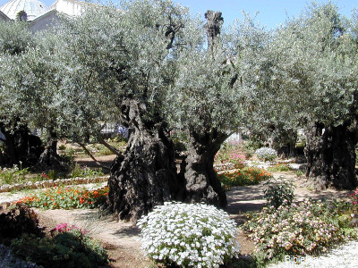 Bible Encyclopedia: Gethsemane olive tree