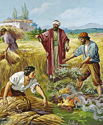 Matthew 13: Wheat and the Tares